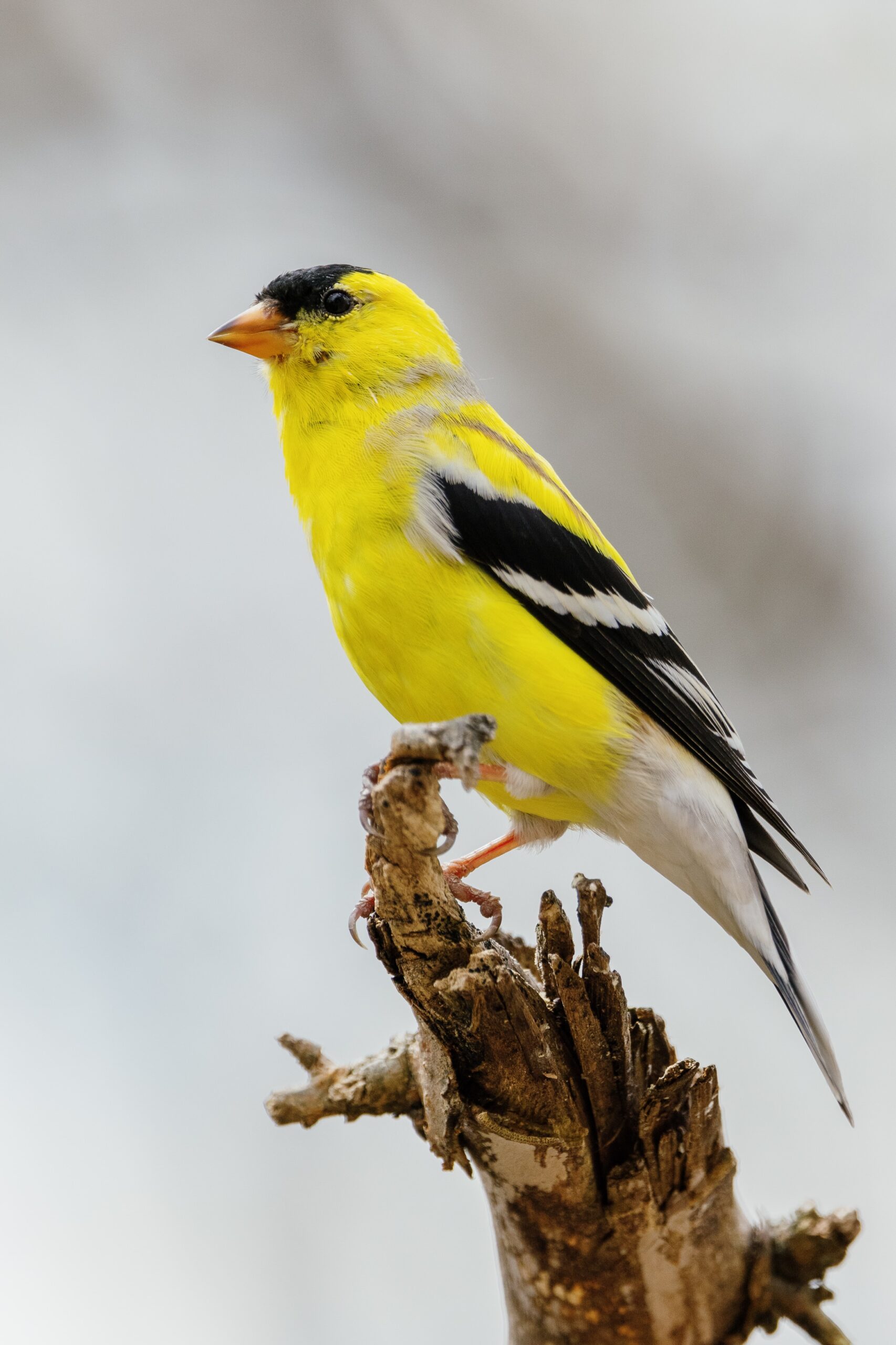 Photo by <a href="https://unsplash.com/@markolsen?utm_source=unsplash&utm_medium=referral&utm_content=creditCopyText">Mark Olsen</a> on <a href="https://unsplash.com/s/photos/yellow-finch?utm_source=unsplash&utm_medium=referral&utm_content=creditCopyText">Unsplash</a>