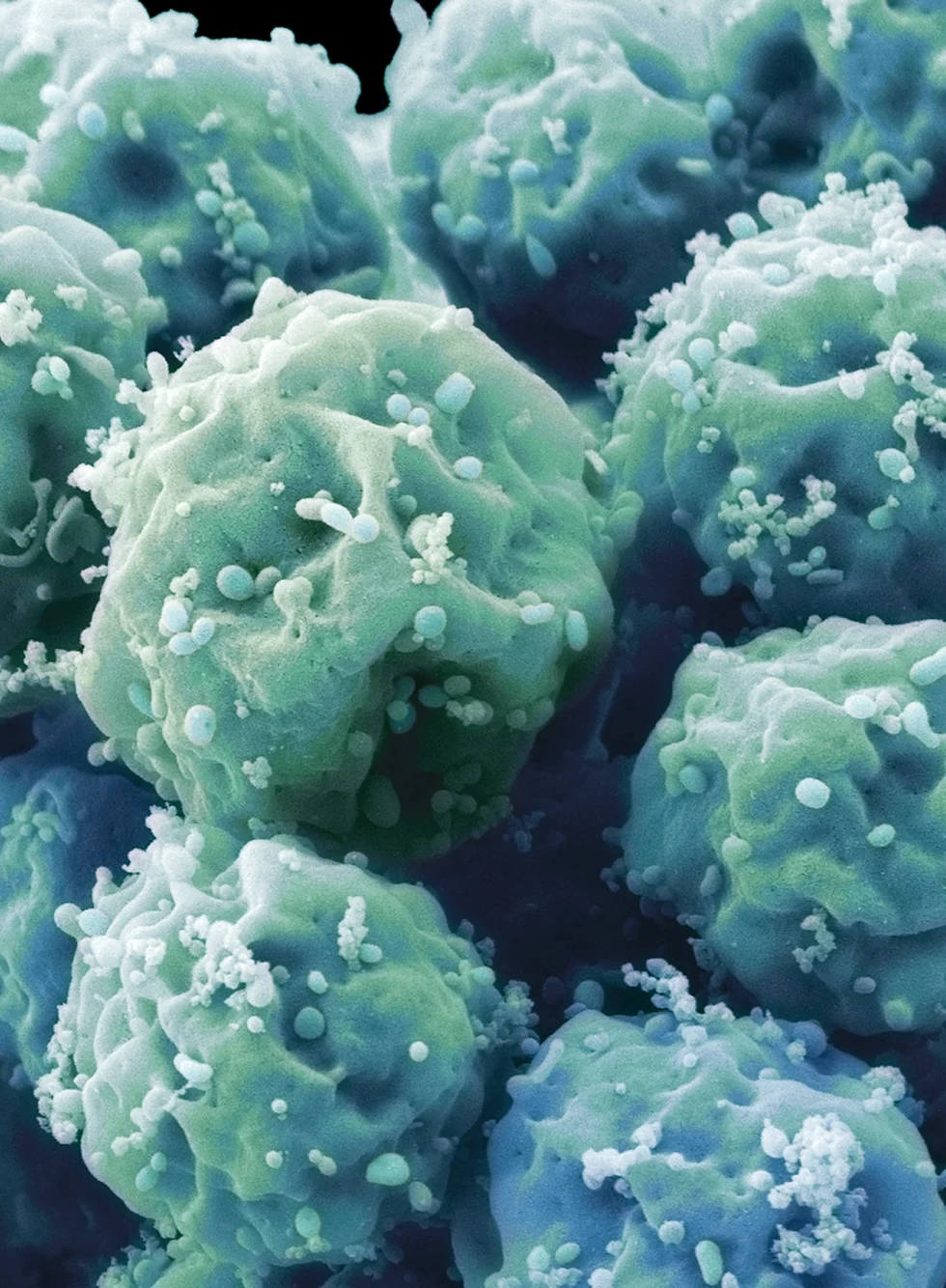 Emmecell cells